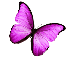 Mariposa morada